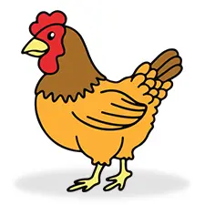 Brown Chicken Coloring Page Color