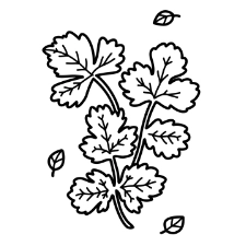 Cilantro Coloring Page