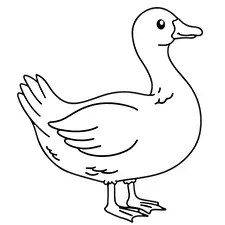 Easy Duck Coloring Page Black & White