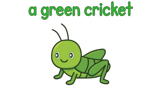A Green Cricket Coloring Page