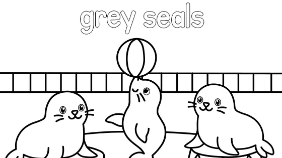 Grey Seals Coloring Page