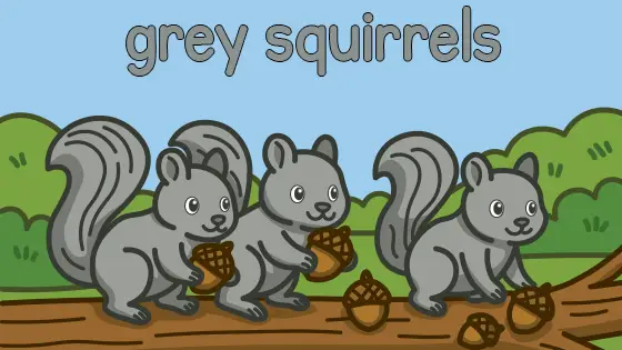 Grey Squirrels Printable