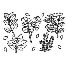 Herbs Coloring Page