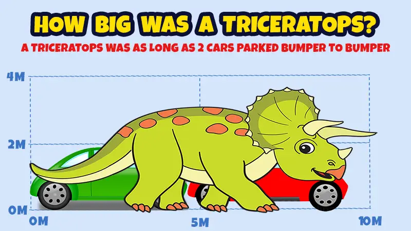 How big was a Triceratops? A Triceratops was as long as 2 cars parked bumper to bumper.