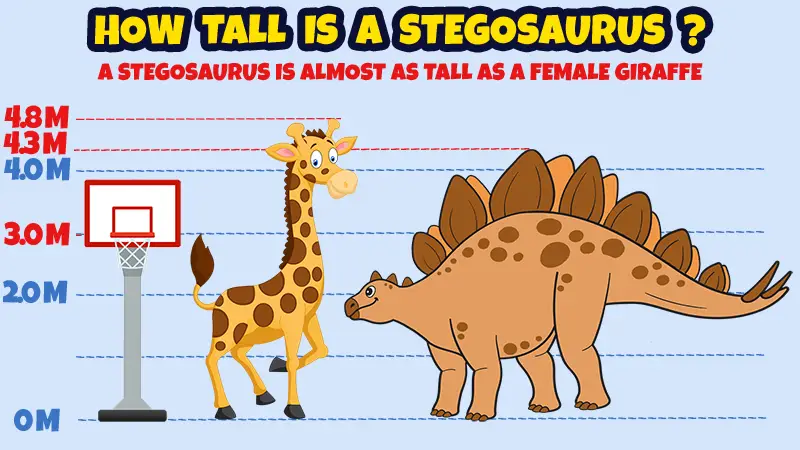 how tall is a stegosaurus