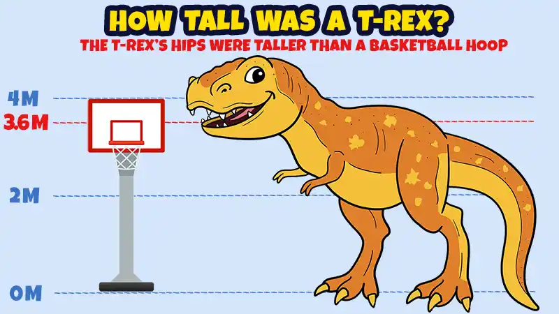 How Tall Was A T-Rex? The top of a T-Rex's hips were taller than a basketball hoop