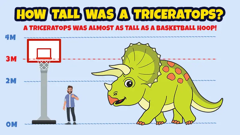 How tall was a Triceratops? A Triceratops was almost as tall as a basketball hoop!