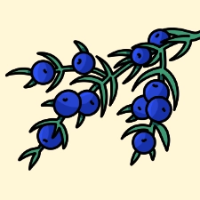 Juniper Berry Coloring Page
