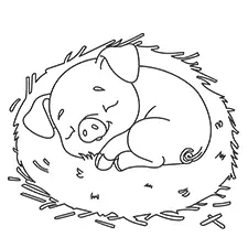 Pig Sleeping In Hay Coloring Page