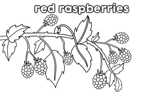 https://uploads-ssl.webflow.com/637b12ce2913f9724f51c455/66754abff0a881c606242059_red-raspberries-coloring-page-letter.pdf
