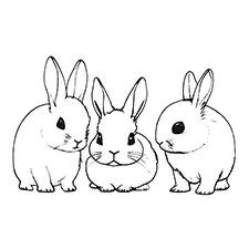 Three Baby Rabbits Coloring Page Black & White