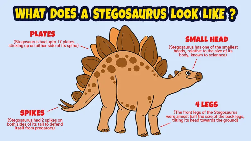what does a stegosaurus look like