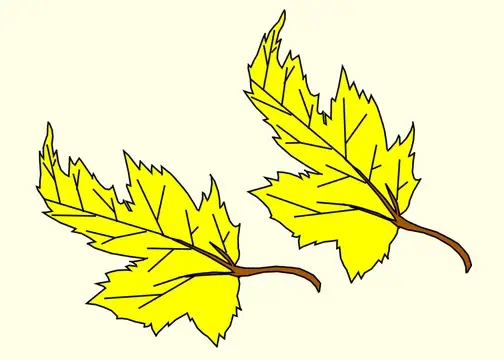 Yellow Leaves